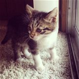Rescued kitten by a window