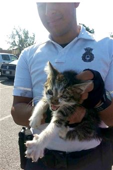 Kitten expressing displeasure