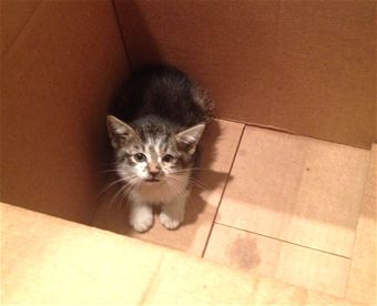 Kitten in box
